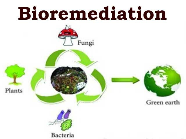 Bioremediation
