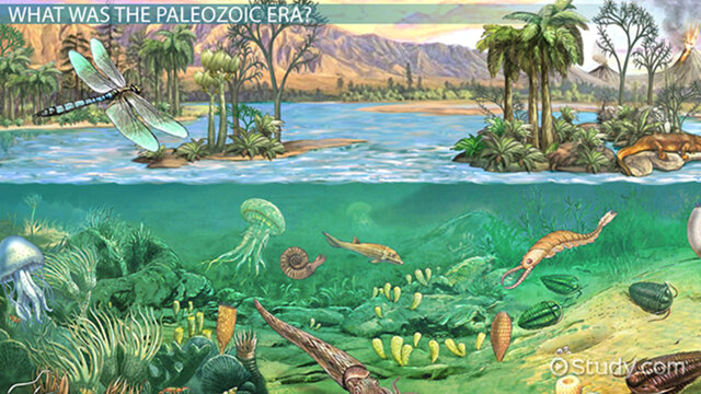 Palaeozoic Era 542Ma ago - 251Ma ago / (https://www.livescience.com/37584-paleozoic-era.html)