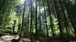 how eichmann escaped the camps