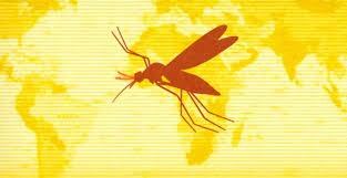 CONTROL DE LA FIEBRE AMARILLA SIGLO XX