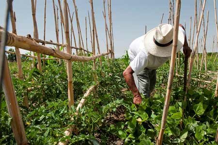 Proteccionismo agropecuario y revolución verde