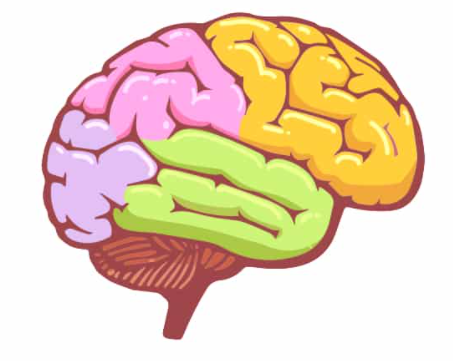 The brain reaches it's adulthood size around age 7