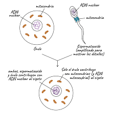 Descubrimiento del Adn Hace Parte en la Heredabilidad