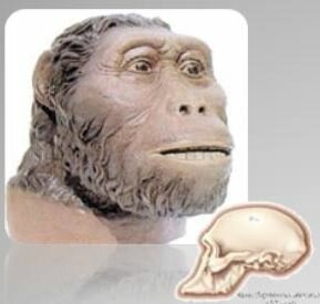 AUSTROLOPITHECUS
