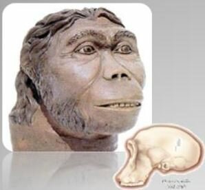 HOMO HABILIS