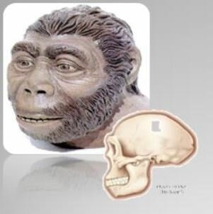 HOMO ERECTUS