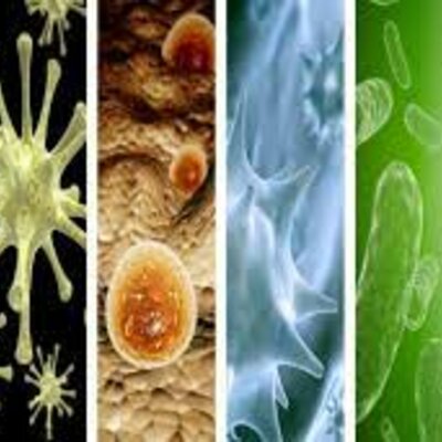 Timeline: EL DAÑO DE LOS VIRUS