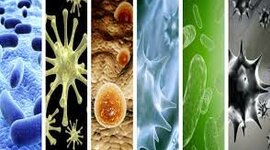 Timeline: EL DAÑO DE LOS VIRUS