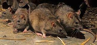 Hantavirus