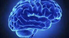 Timeline: LINEA DEL TIEMPO DE LA EVOLUCIÓN DEL CEREBRO