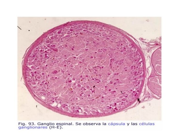 Ganglios cerebroespinales.