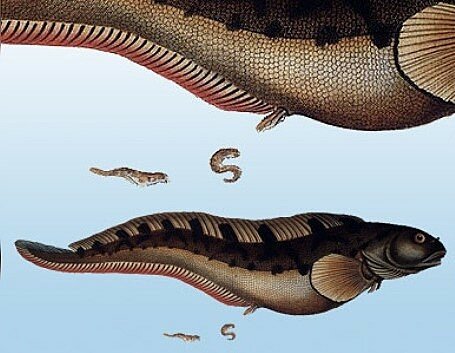 Surgió el primer cerebro