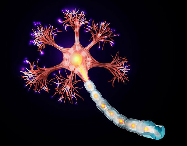 Surgieron las primeras Neuronas.