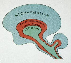 Cerebro Reptiliano.