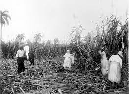 Cubans destroying sugar canes