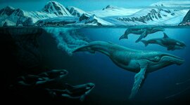 Timeline: Evolucion Of Whales
