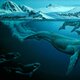 Evolucion de las ballenas