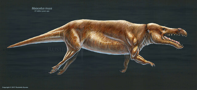 Maiacetus