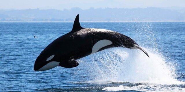 Ballenas