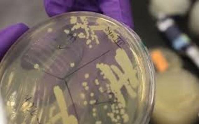 Cromosoma sintético