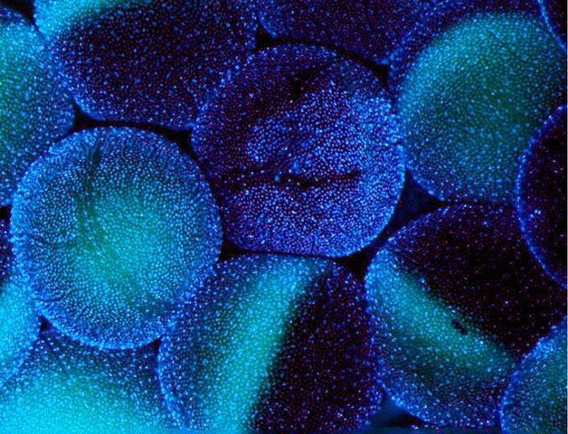 Reprogramacion celular