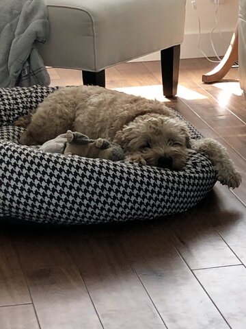 I got Charlie (My dog)