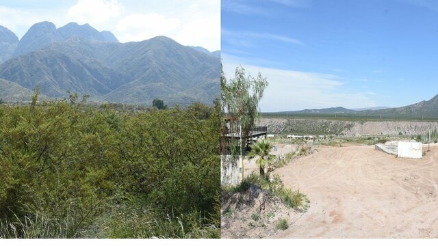 La explotación intensiva de bosques nativos provoca deforestación e incendios.