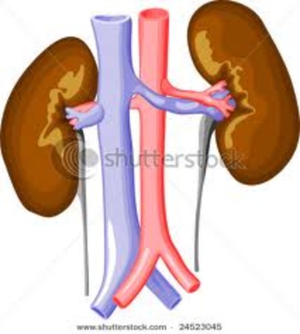 First Kidney Transplant