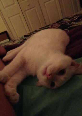 Cuando tenía trece años mi primera gato murió.