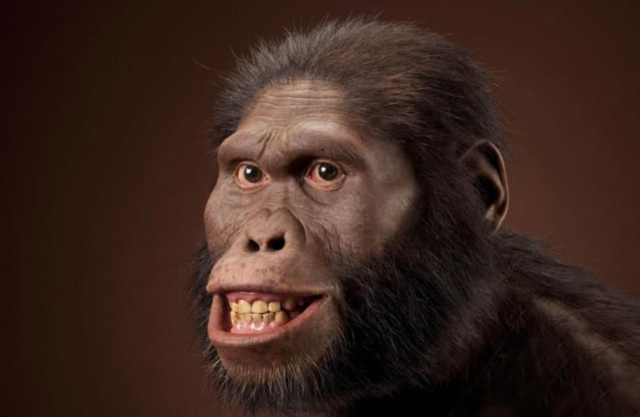 AUSTRALOPITHECUS AFARENSIS - 3/4 millones de años en África