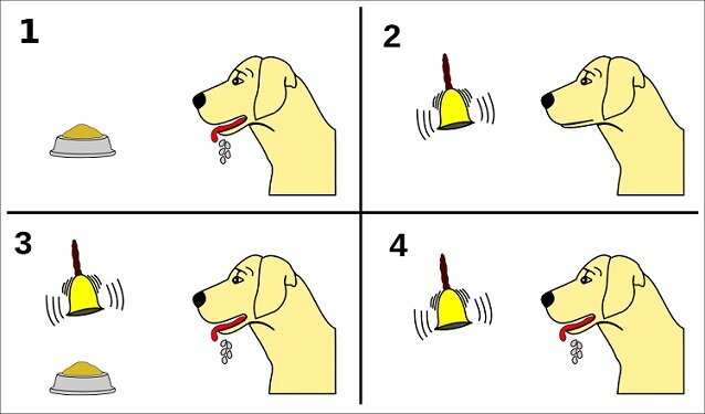 TEORÍA DE LA PERSONALIDAD DE PAVLOV (COGNITIVA Y DEL APRENDIZAJE)