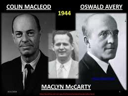 Oswald Avery - Colin MacLeod- Maclyn McCarty. (ADN, material genético).