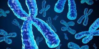 Microdisección y clonación de una región definida de un cromosoma humano