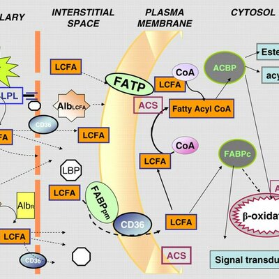 Timeline: HISTORIA DEL METABOLISMO