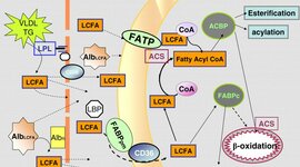Timeline: HISTORIA DEL METABOLISMO