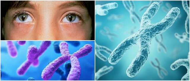 Primer cromosoma humano secuenciado