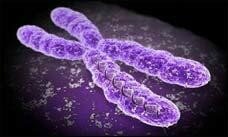 Secuencia del cromosoma X humano. Mark Ross