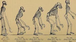 Scopes Monkey Trial - popularizes debate over teaching evolution in schools -outlawed