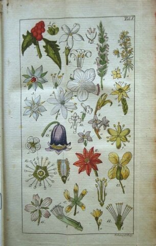 Relación con la Geografía de las plantas