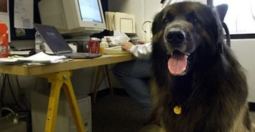 EL PRIMER PERRO DE LA EMPRESA