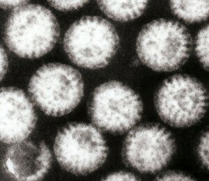 Rotavirus