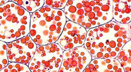 Timeline:  T03_Biología_Pérez_Andrea_5to._BACO_B - Teoría Celular