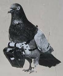 MENSAJERIA CON PALOMAS