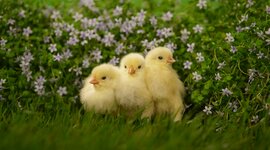 Timeline: Historia de la genética