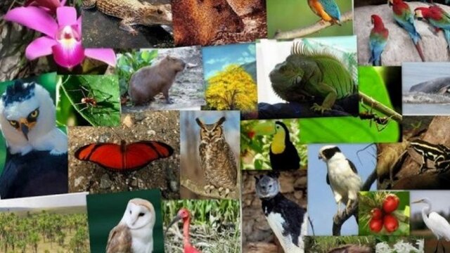 LA DIVERSIDAD BIOLOGICA RESOLUCION 55/201