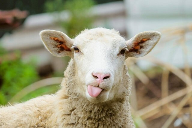 Finding gold Sheep