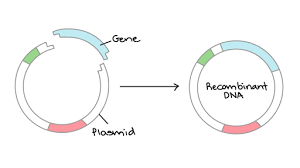 Recombinant DNA
