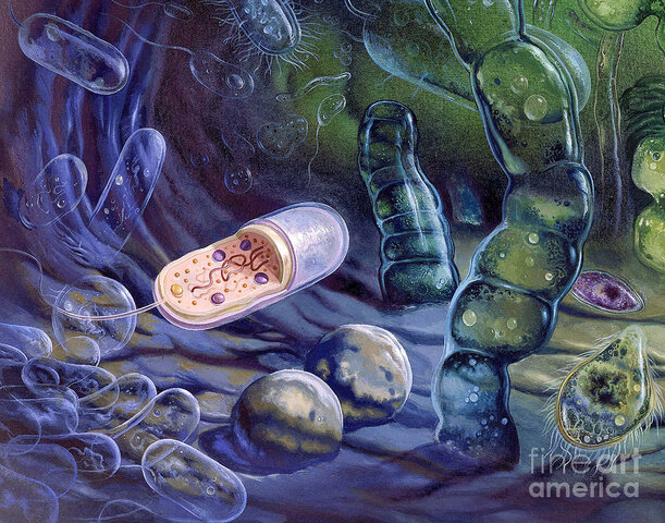 Eón proterozoico 2.500 - 570 m.a