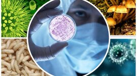 Timeline: HISTORIA DE LA MICROBIOLOGÍA (1648-1940)
