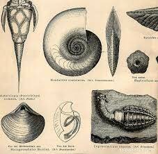 FÓSILES EN LA ERA PALEOZOICA
